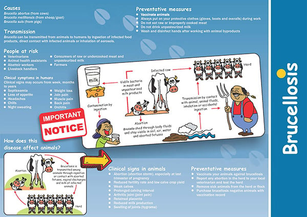 Brucellosis brochure