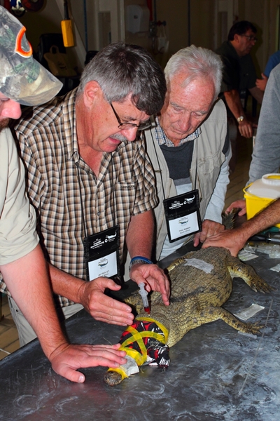 This is how the Director of the OP Faculty of Veterinary Science’s Exotic Leather Research Centre (ELRC), Prof Gerry Swan describes the 24th working meeting of the IUCN CSG that was held in Skukuza at the end of May 2016. More than 340 delegates from 42 countries attended this prestigious event of the IUCN/SSC/CSG Workgroup at Skukuza which returned to South Africa after 43 years with the 2nd working meeting having been held at Ndumu Game Reserve in 1973. The theme for this year’s event was “Crocodiles, Communities and Livelihoods” which highlighted the complex relationship between Africa’s top aquatic predator, the Nile crocodile, and the communities who often share the same scarce aquatic resources with these ancient reptiles. Besides being a scientific congress, this event also presented for the first time a trade expo where producers and various service providers to the exotic leather trade profiled products and services. According to Prof Swan this Expo and exhibition to which the ELRC extensively contributed was of an exceptional standard. More than 21 businesses took the opportunity to profile their products and services to international delegates. The last day of the congress was a highlight, dedicated to “trade” with the Honorable Minister of Trade and Industry, Dr Rob Davies, who delivered the key note address. This event also served to provide the platform for the launch of Exotic Leather South Africa as one of the cluster initiatives funded by the Department of Trade and Industry (dti). Even more important was that the newly formed South African Crocodile Industry Association (SACIA) also held its first annual general meeting and the Faculty’s Exotic Leather Research Centre was able to present itself to a wide international audience. In his keynote address, Minister Rob Davies appreciated the theme “Crocodiles, Communities and Livelihoods” of the CSG meeting and its importance in creating economic opportunities based on conservation. “I commend the work done by the University of Pretoria, Exotic Leather South Africa and the South African Crocodile Industry Association in cooperating to compete and exhibit the capacity of the South African leather value chain at this event”, the Minister said. Among other board members and manufacturers, Minister Davies specifically acknowledged the efforts and work of Prof Gerry Swan, Director of the OP Faculty’s Exotic Leather Research Centre (ELRC), and Dr Jan Myburgh, a member of the ELRC and Chair in Crocodile Health and Welfare at the Onderstepoort Campus of the Faculty of Veterinary Science. According to Prof Swan the ELRC, together with its partners, has received exceptional international acclaim and exposure during this event. “The Exotic Leather Cluster model together with the institutional partnership with the University of Pretoria and its mission and goals as well as the research already performed, was acknowledged as a unique and exemplary model for the crocodile industry globally. This has immediately placed the ELRC on the world stage”, Prof Swan said.
