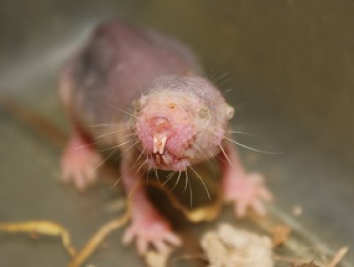 Death is temporary - the resurrection of the naked mole rat | University of  Pretoria