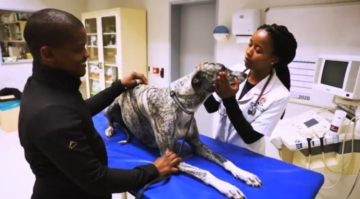 how to become a veterinarian in South Africa - CollegeLearners.com