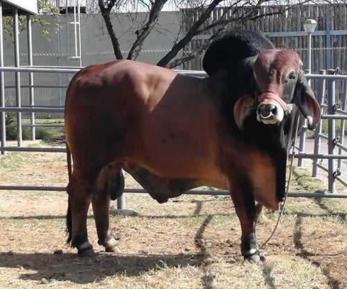 Red Brahman bull standing on a patch of winter grass in an open-air enclosure
