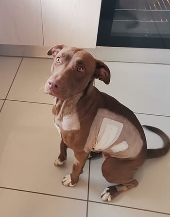 20-month-old brown crossbreed Labrador/pitbull Hera 