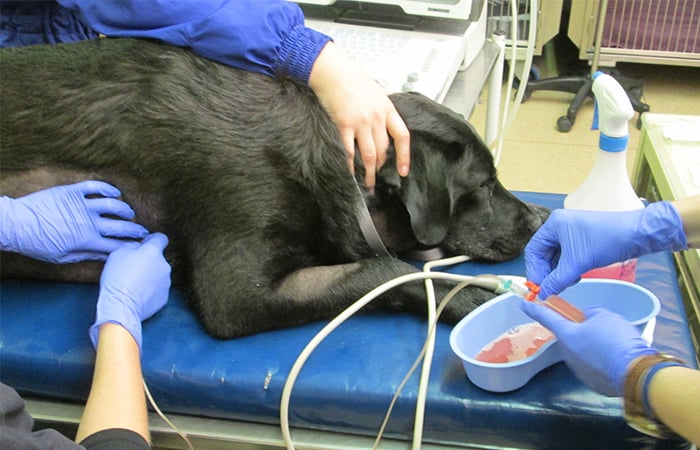 Black Labrador on a hospital bed as medical staff drain of fluid from the dog's chest cavity.