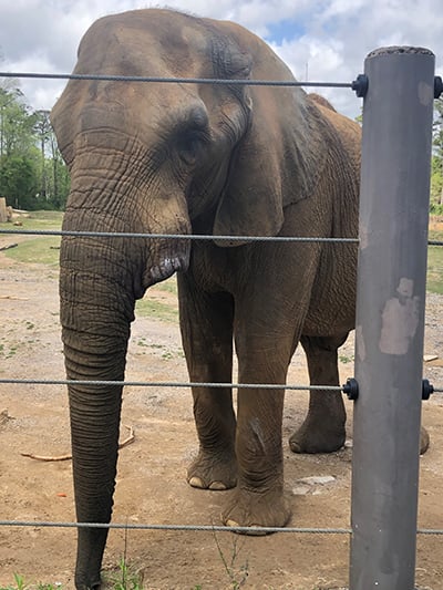 Bulwagi, the 41 year-old African elephant after removal of tusk