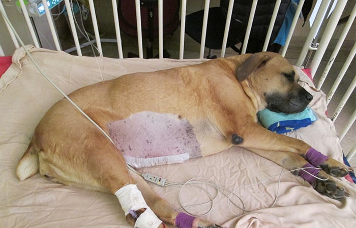 A tan Boerboel in a hospital cot being monitored after surgery