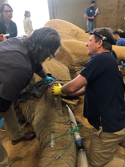 Professor Gerhard Steenkamp evaluates the elephant's fractured tusk and surrounding bone before the operation starts.