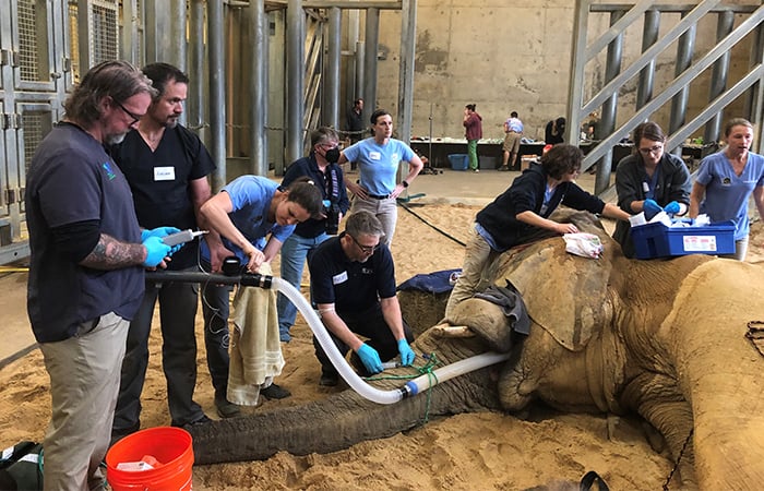 A team of veterinarians anaesthetising and operating on an African elephant.