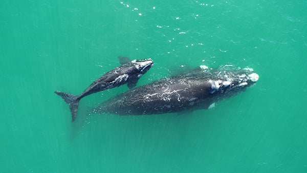 An aerial shot of a southern right whale and her calf in turquoise sea water