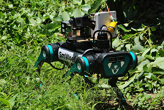 A dark green robot dog called smWoef, who is a 12kg Unitree A1, stands in green grass among bushes. 