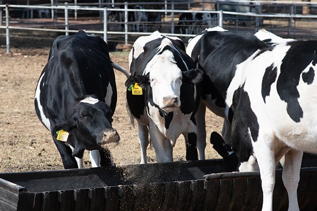 Black and white cows eating grain from a feeding trough