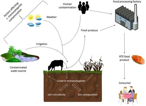 An illustration that shows factors that induce the existence and spread of Listeria monocytogenes in the environment and food chain