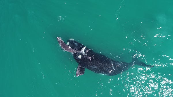 A southern right and newborn calf on the southern Cape coast during the September 2023. (Image: Els Vermeulen)
