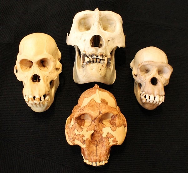 Study: Monkeys are much smarter than we thought they were •