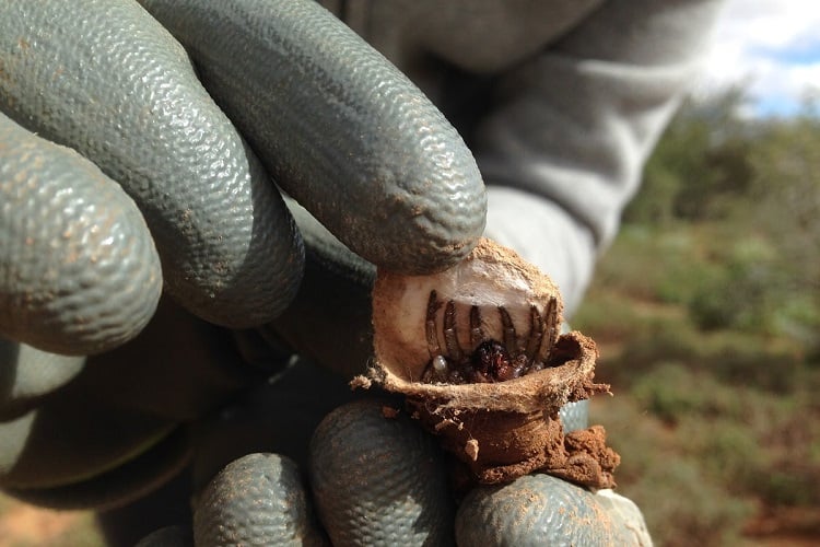 New trapdoor spider species found in arid Karoo region