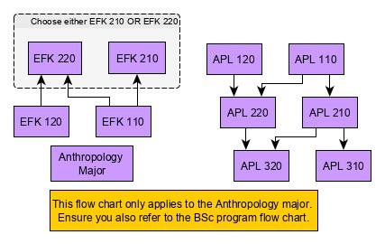 flowchart for majoring in anthropology