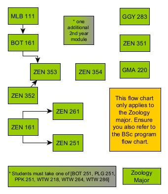 flowchart for majoring in zoology