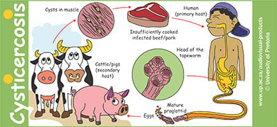 Cysticercosis mug