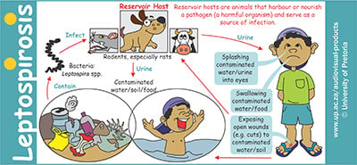 Leptospirosis mug