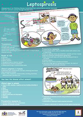 Leptospirosis poster
