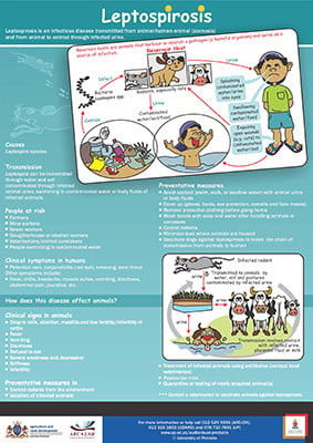 Leptospirosis poster