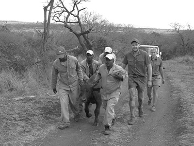 Manyoni - walking the buffalo