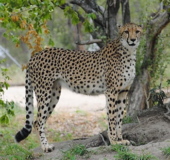 Cheetah