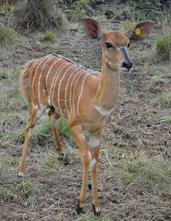 Nyala ewe