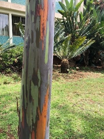 Eucalyptus deglupta (2022). 