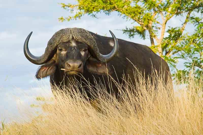Дикий бык сканворд 4. Африканский буйвол. Буйволы в Африке. Черный буйволовый Ткач. Буйвол Камерун.