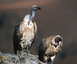 Vultures