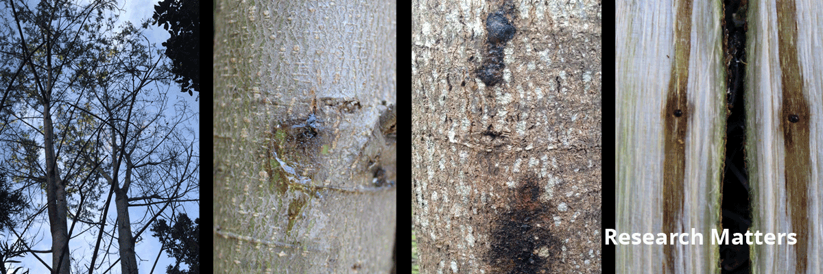 A selection of shots showing a keurboom affected by pshb