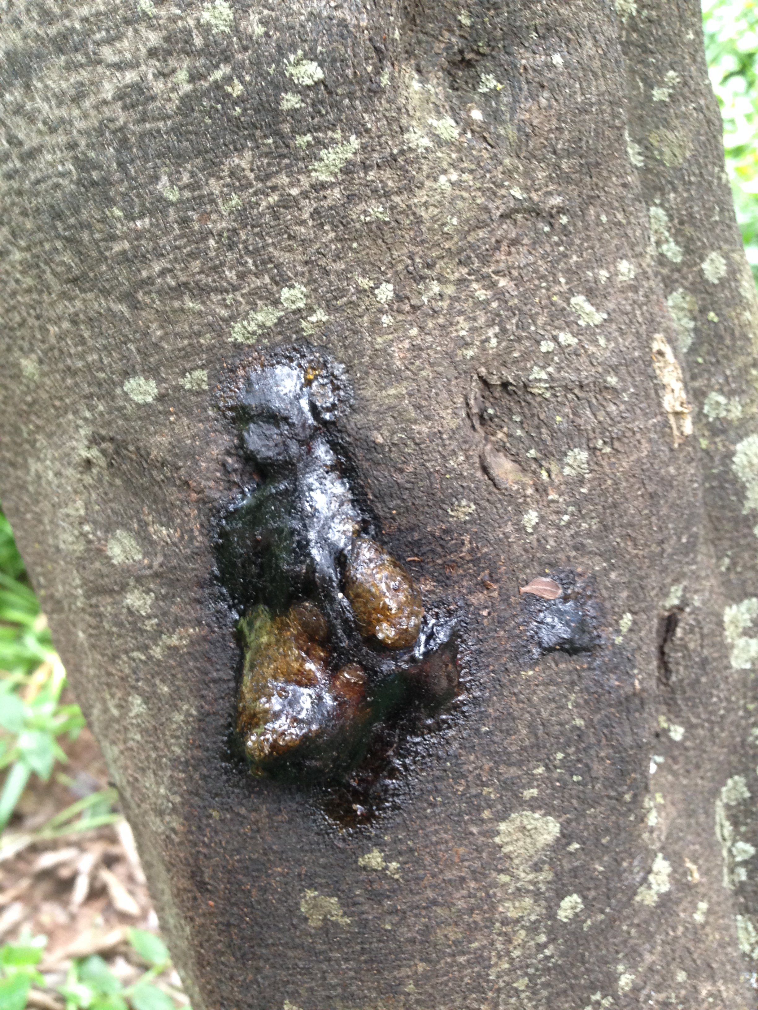 SA monkey plum tree affected by pshb