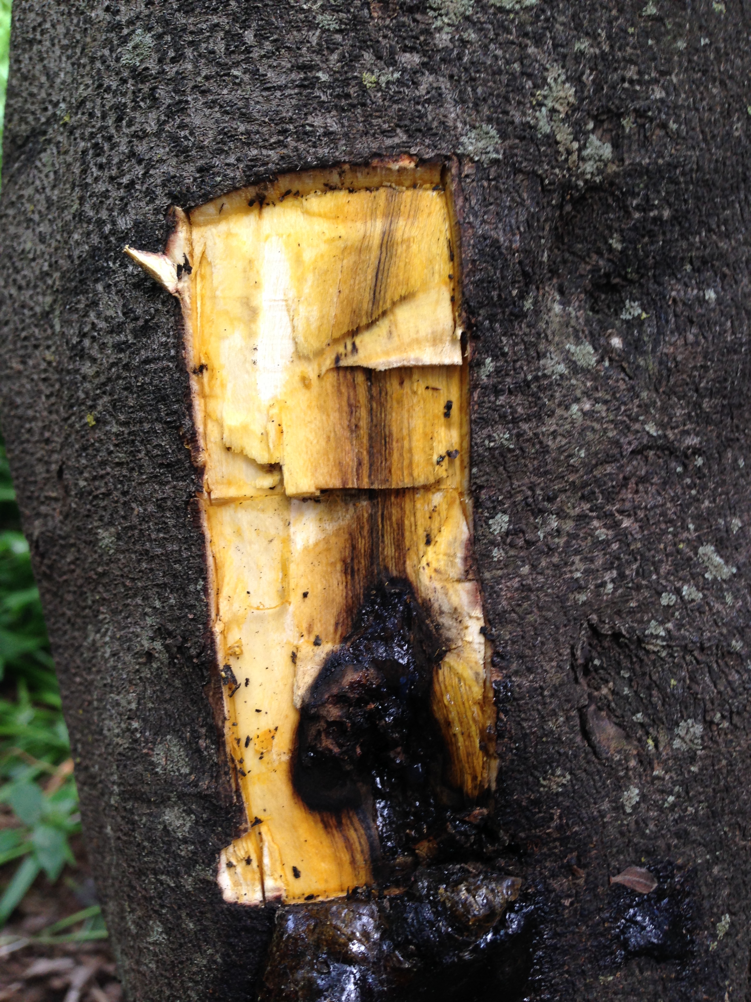 a monkey plum tree affected by pshb