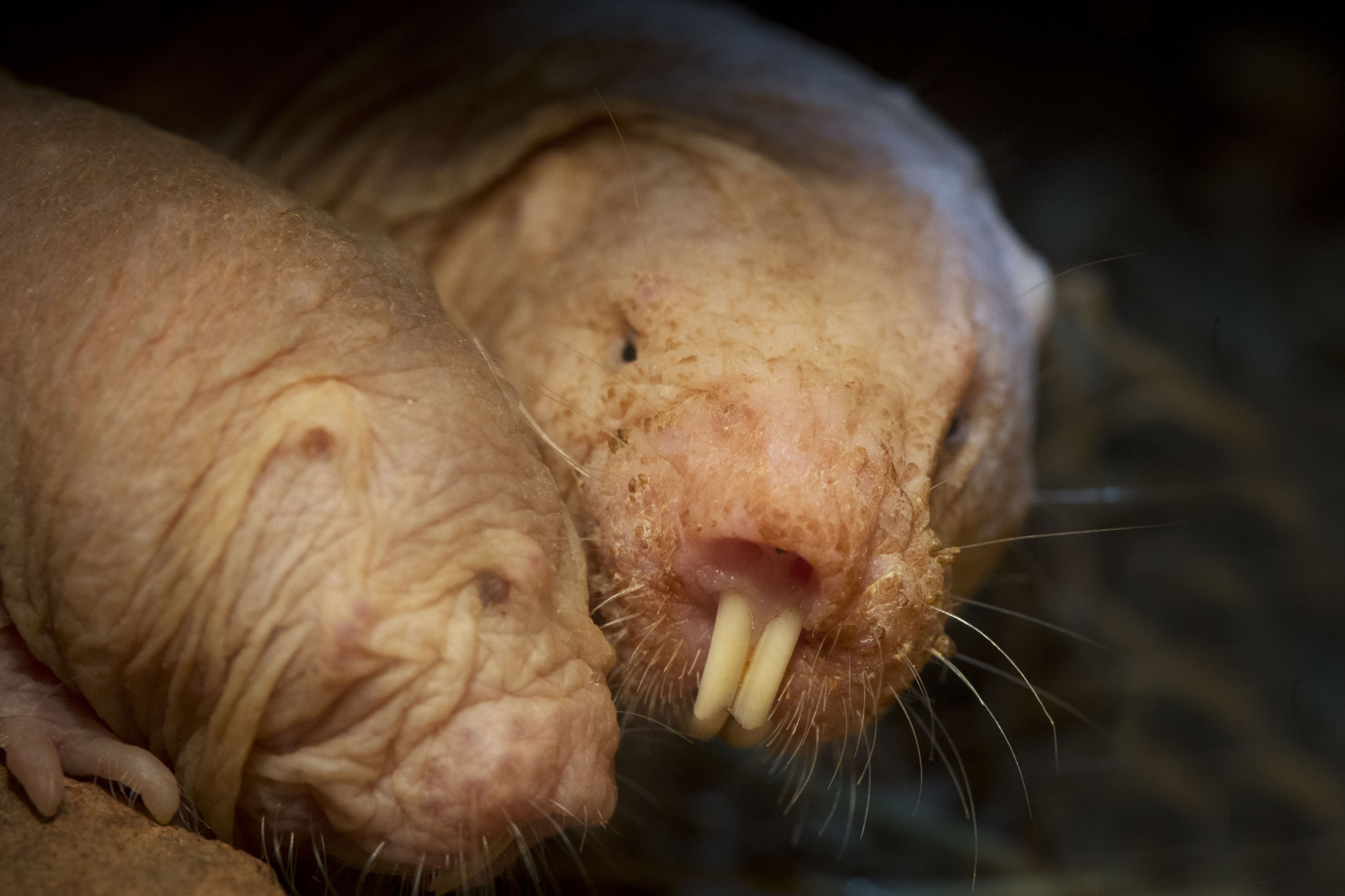 An older naked mole-rat checking up on its sibling. Credit: Lorna Faulkes Photography