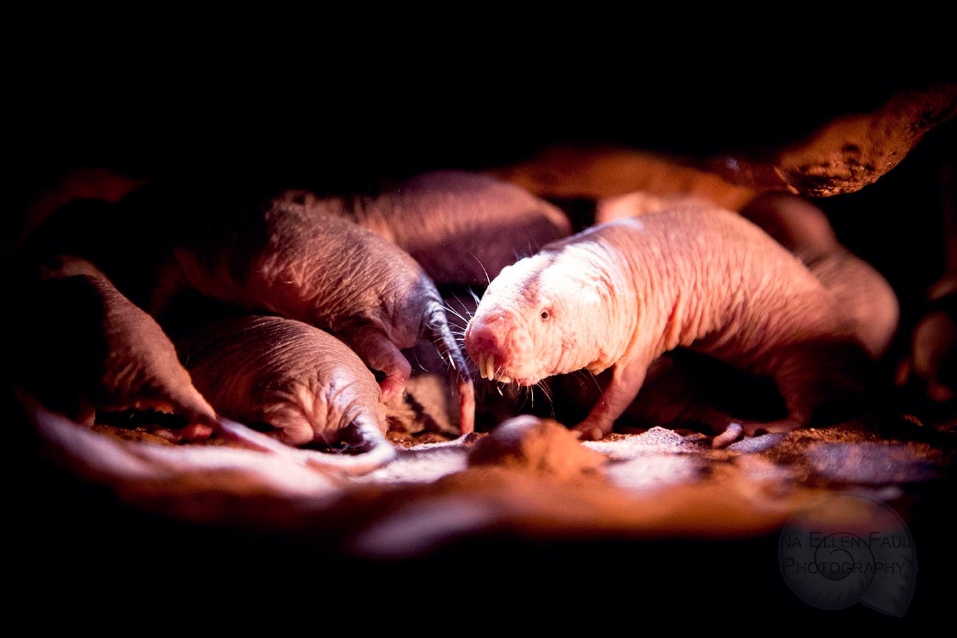 Life underground with family. Credit: Lorna Faulkes Photography