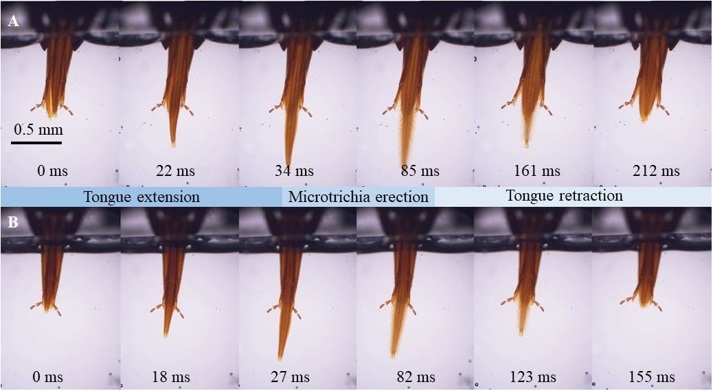 figure showing how much faster bees drink