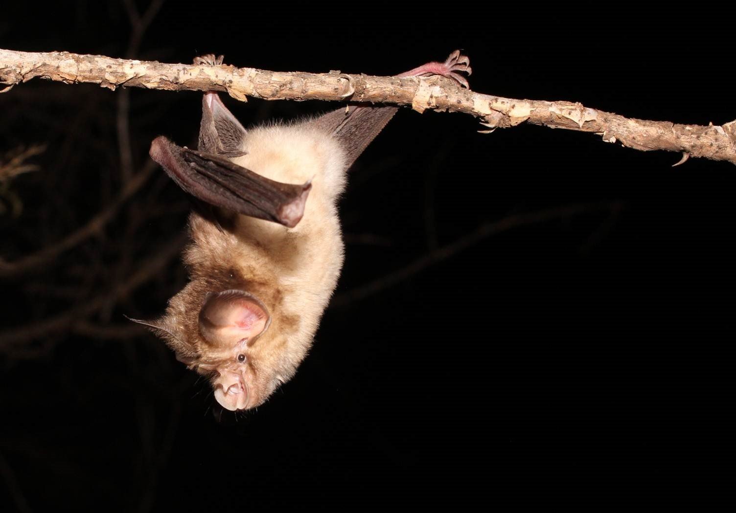 A Horseshoe bat on a branch