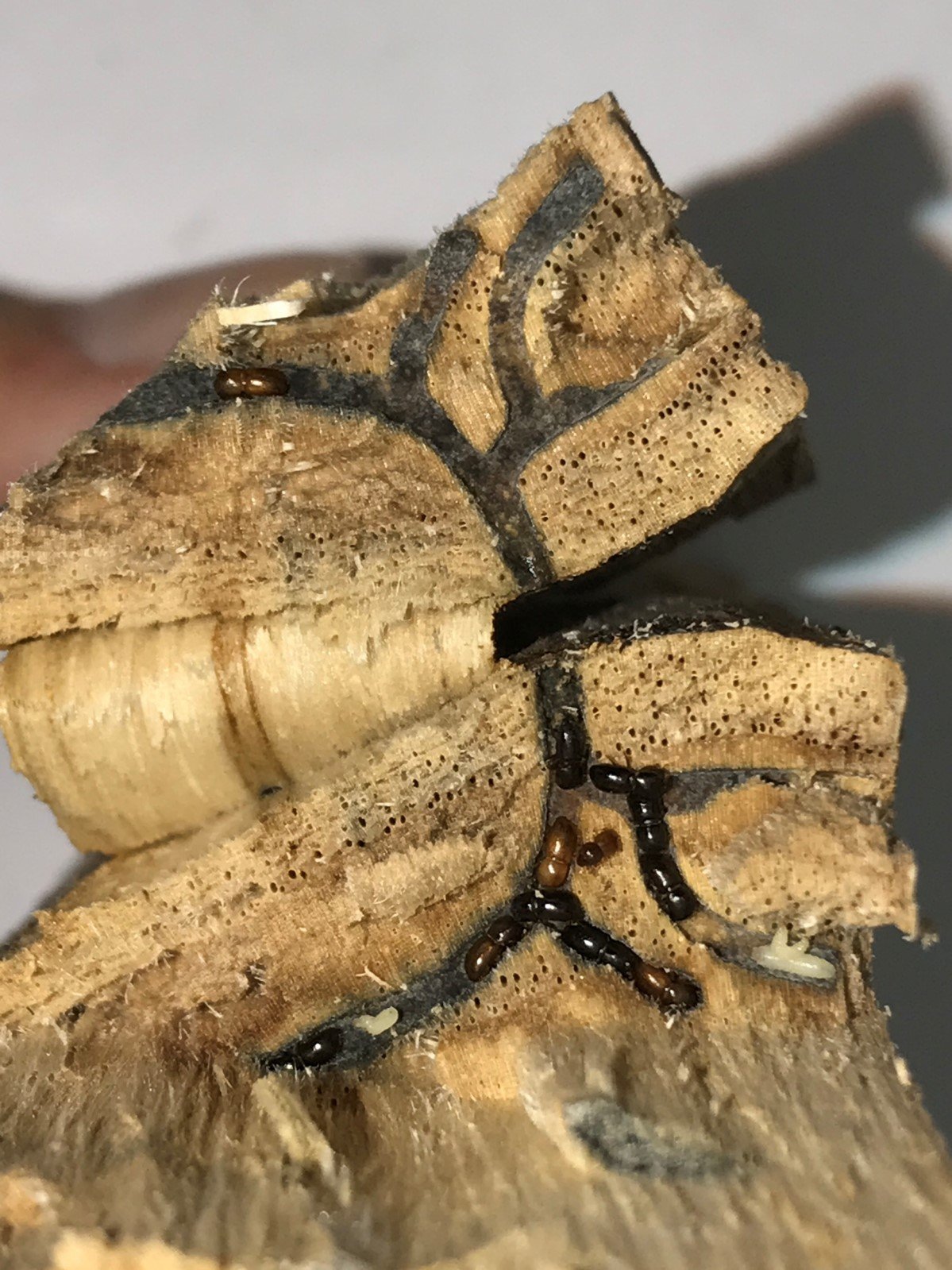 PSHB affecting a pecan nut tree and forming its galleries within the trunk.