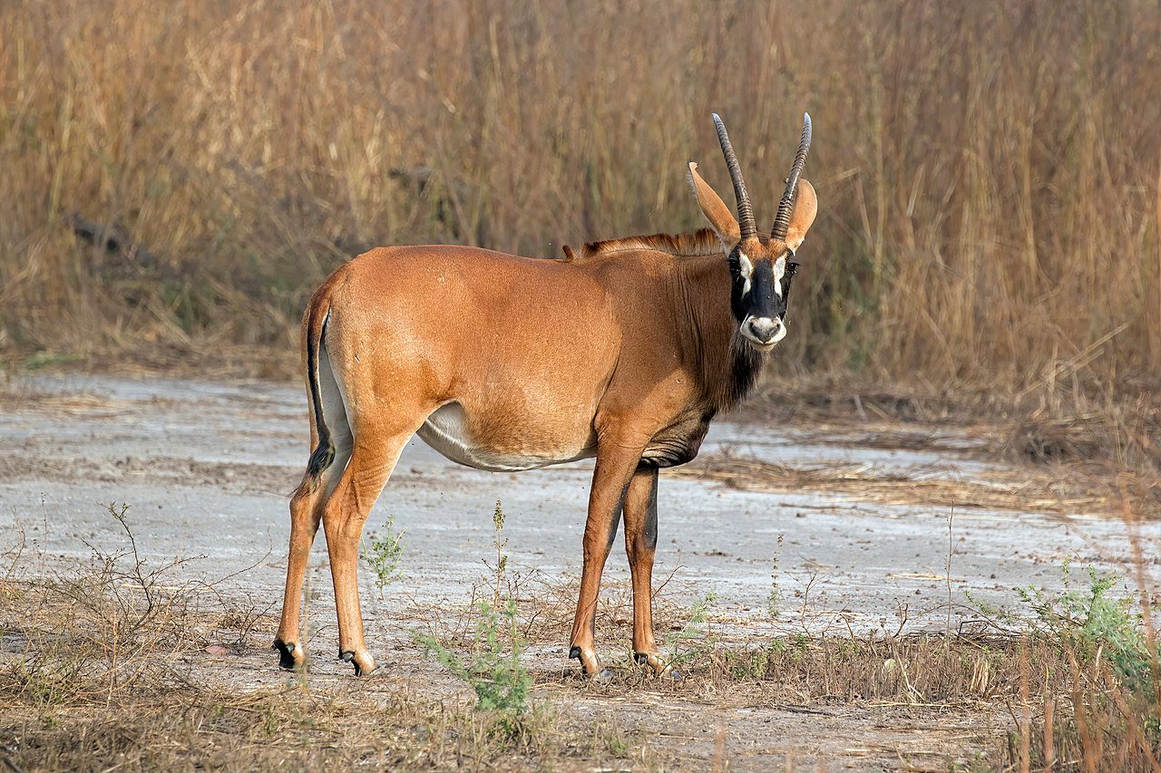 picture of a Roan Antelope which is rare and endangered. picture by Charles J. Sharp