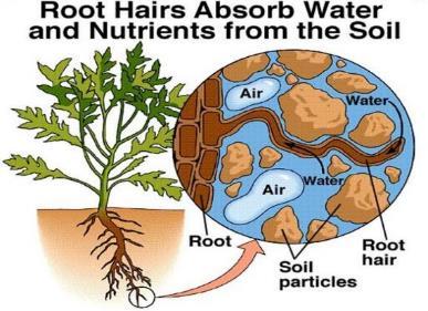 Diagram of plant root underground 