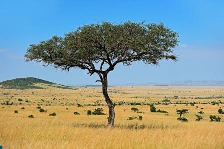 What a typical savanna looks like