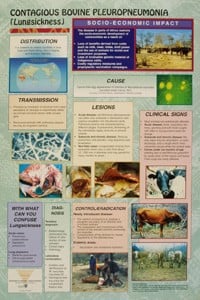 Contagious bovine pleuropneumonia
