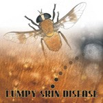 Lumpy skin disease