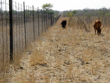 Cattle grazing next to the fence of the Manyeleti Game Reserve