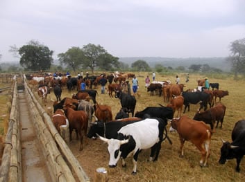 Cattle at a diptank during their weekly dipping session