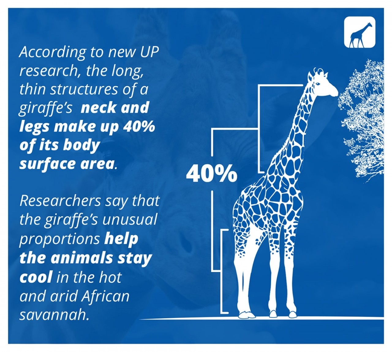How giraffes keep it cool | University of Pretoria